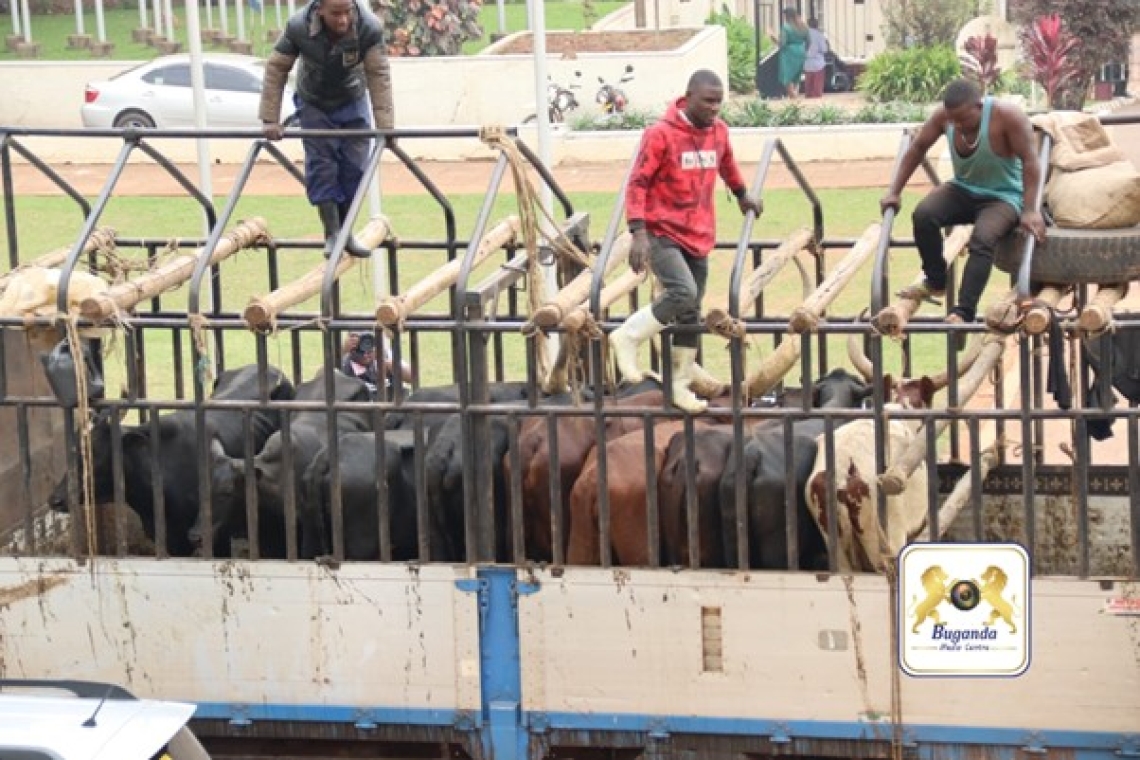 The 10 cows presented as gifts to His Majesty Kabaka Ronald Muwenda Mutebi II The 10 cows presented as gifts to His Majesty Kabaka Ronald Muwenda Mutebi II
